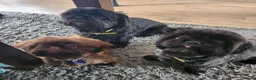 Shih Tzu dogs for sale: Shih tzu puppies imperial line  - Advert 14