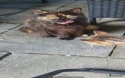 Mixed Breed cats for sale: Fluffy little male kitten - Image 4