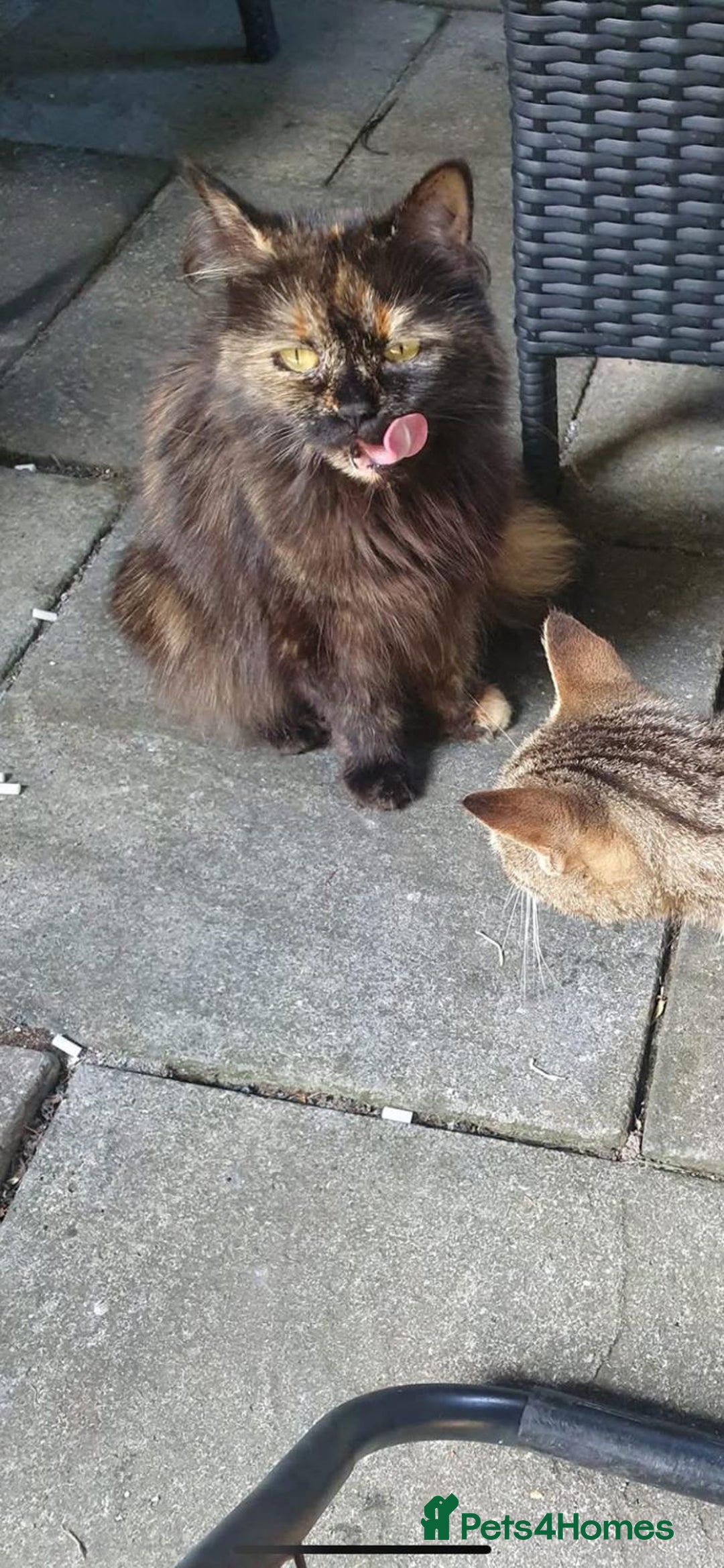 Mixed Breed cats for sale: Fluffy little male kitten - Image 4