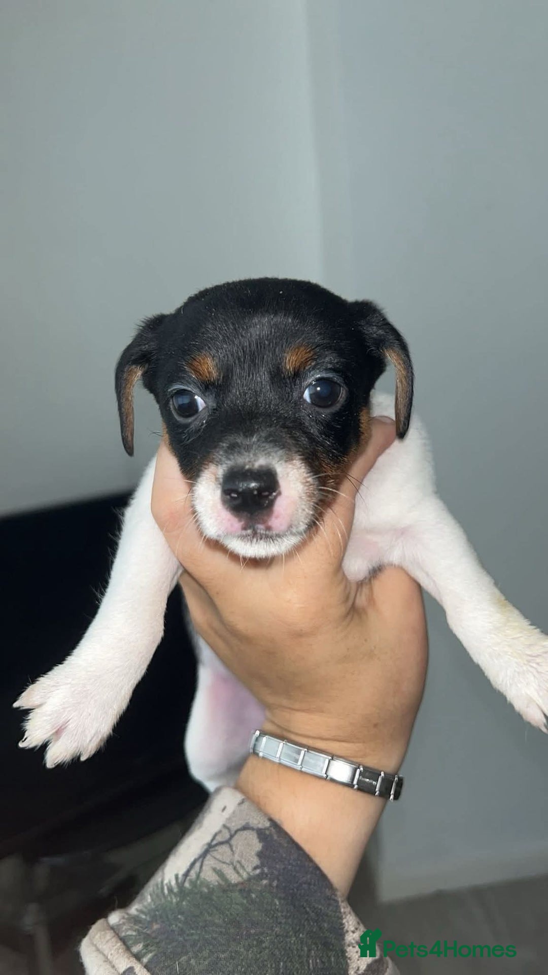 Jack Russell dogs for sale: Jack russle pups  - Image 2