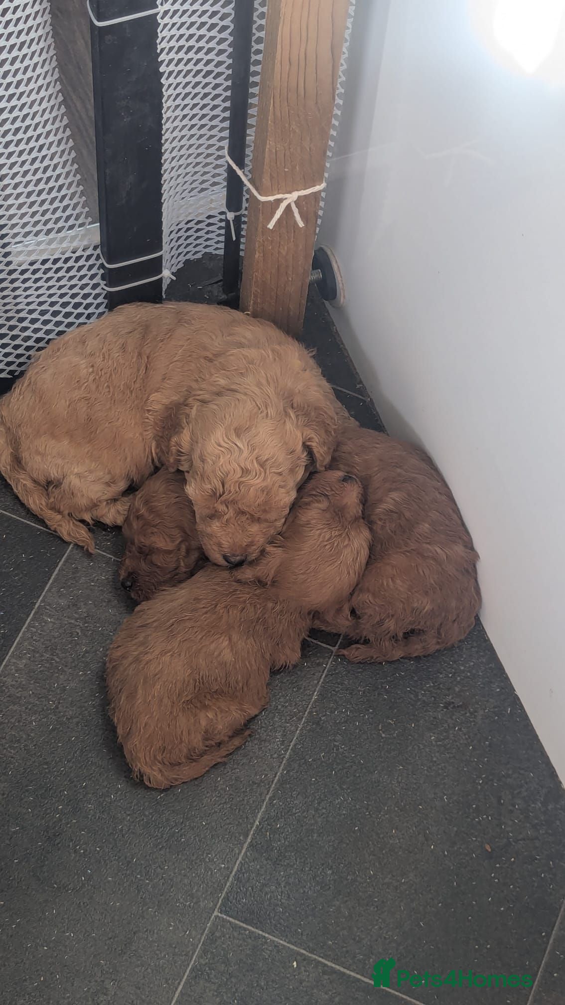 Cavapoo dogs 3 Male F1B Teddy Bear Cavapoo Puppies - Advert 2