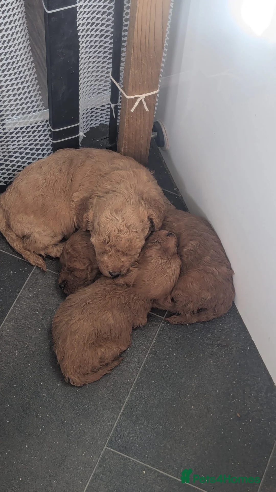 Cavapoo dogs for sale: 3 Male F1B Teddy Bear Cavapoo Puppies - Advert 2