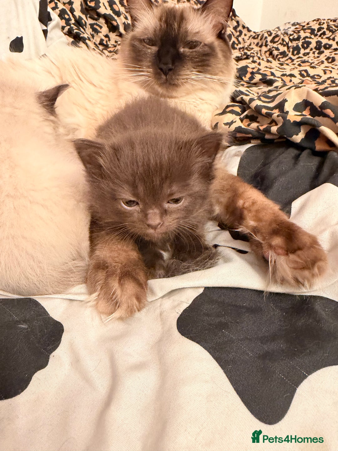 Ragdoll cats for sale: Beautiful Persia dolls  - Advert 5