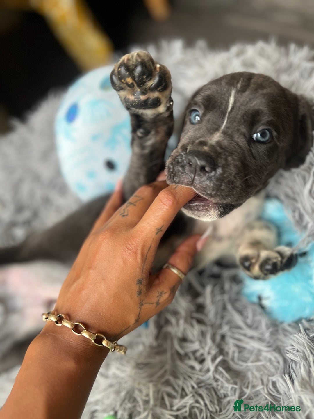 Cane Corso dogs for sale: Purebred Cane Corso puppies  - Image 12