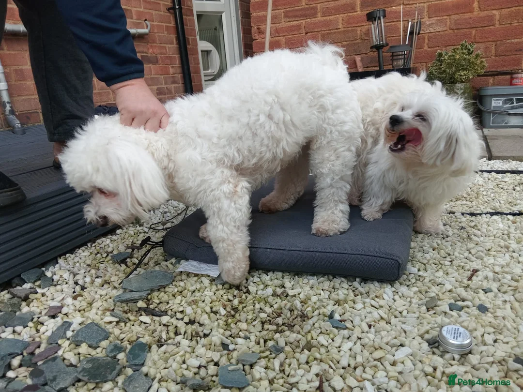 Maltese dogs for sale: 5 unsexed puppies flexi price  - Advert 6