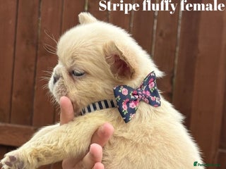 French Bulldog dogs - Advert 1