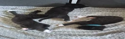 Mixed Breed cats for sale: 3 Beautiful Tuxedo Kittens in Emsworth - Advert 3
