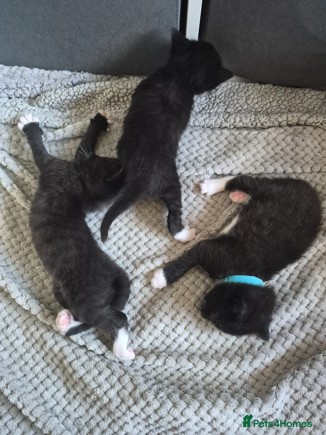 Mixed Breed cats for sale: 3 Beautiful Tuxedo Kittens in Emsworth - Advert 3