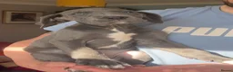 Great Dane dogs for stud: KC reg Dane for stud  - Advert 25