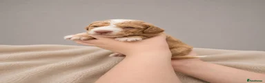 Cockapoo 2