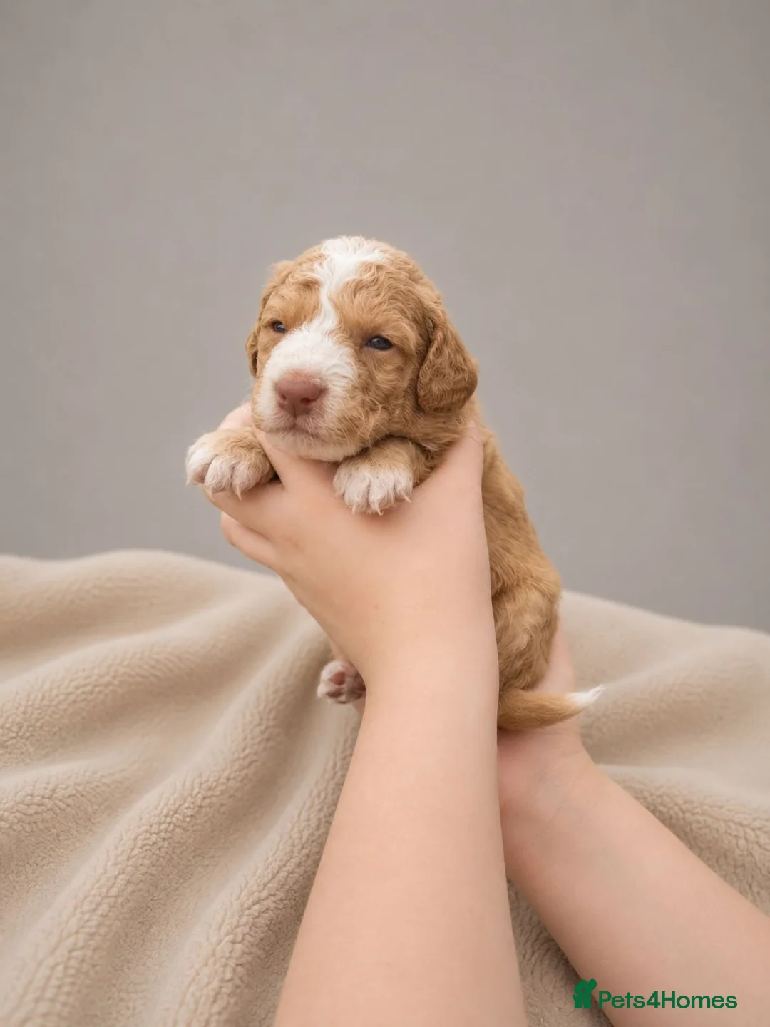 Cockapoo dogs for sale: Merles Apricots Parti Most loved Cockapoo Puppies - Advert 15