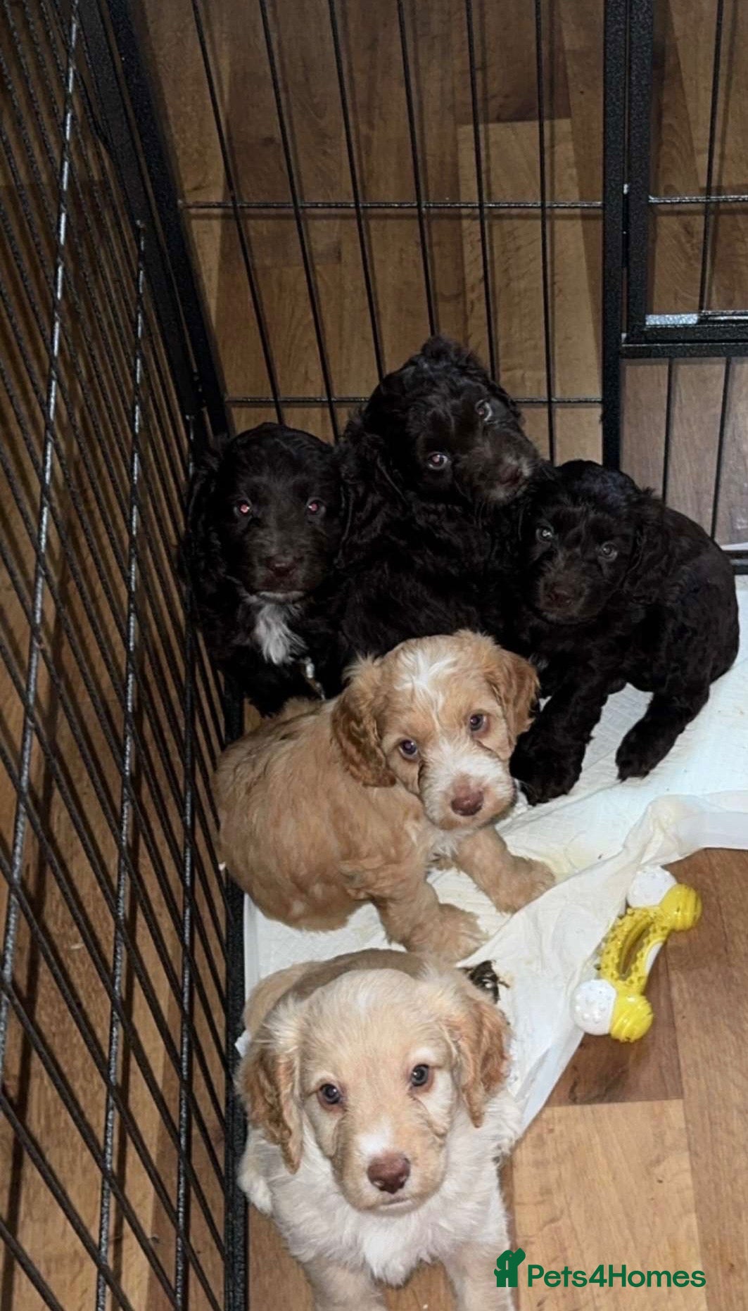 Cockapoo dogs MALE COCKAPOOS FOR SALE  - Advert 10