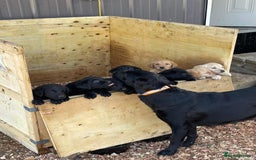 Labrador Retriever dogs for sale: gorgeous homes Labrador puppies - Image 6