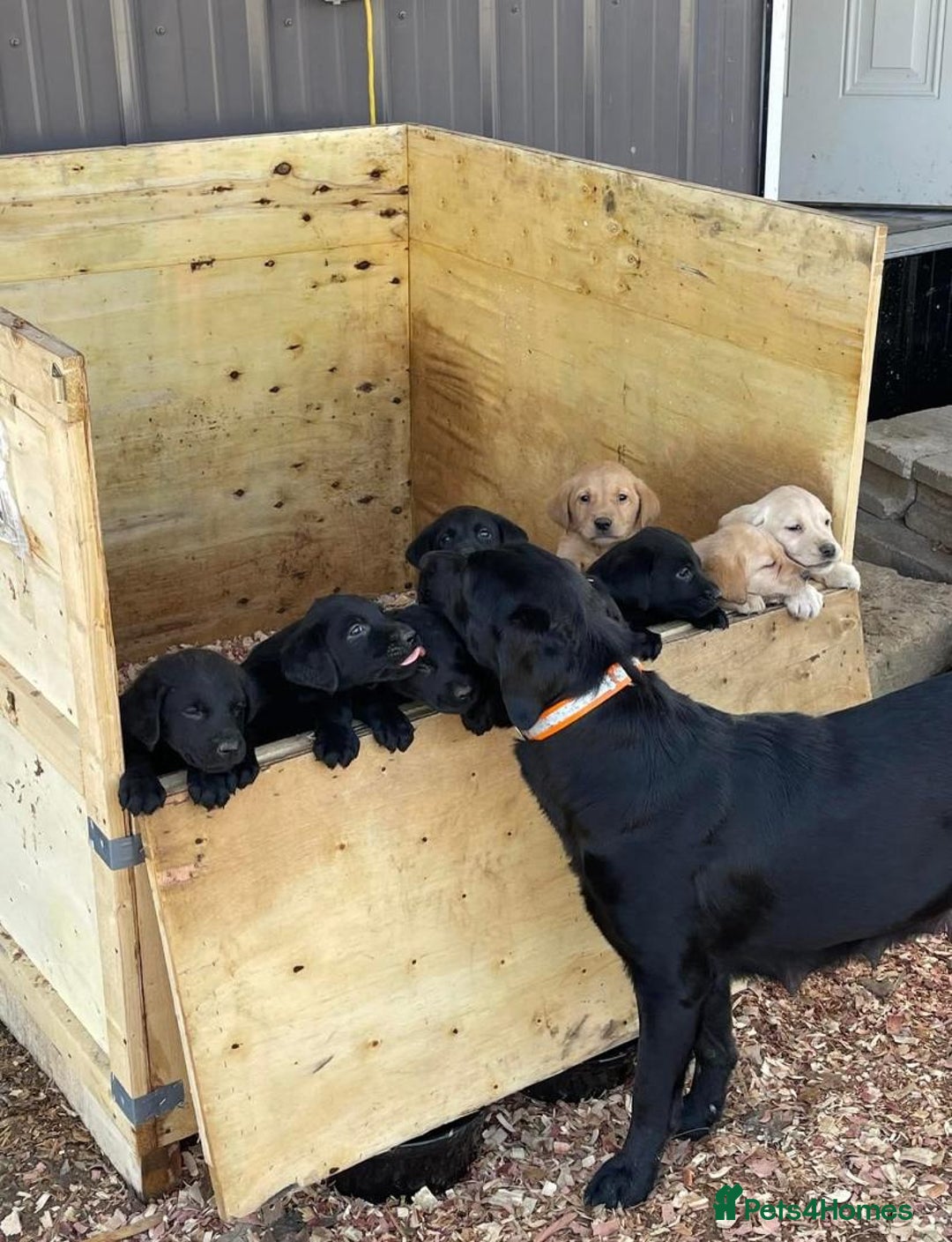 Labrador Retriever dogs for sale: gorgeous homes Labrador puppies - Image 6