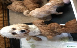 Cavapoo dogs for sale: Cavapoo puppies  - Image 2