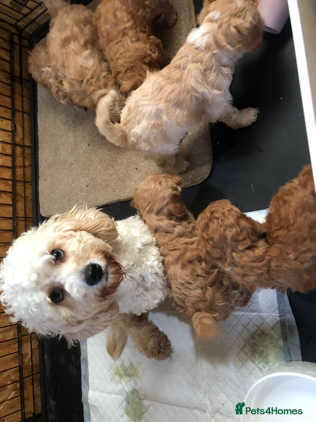 Cavapoo dogs for sale: Cavapoo puppies  - Image 2