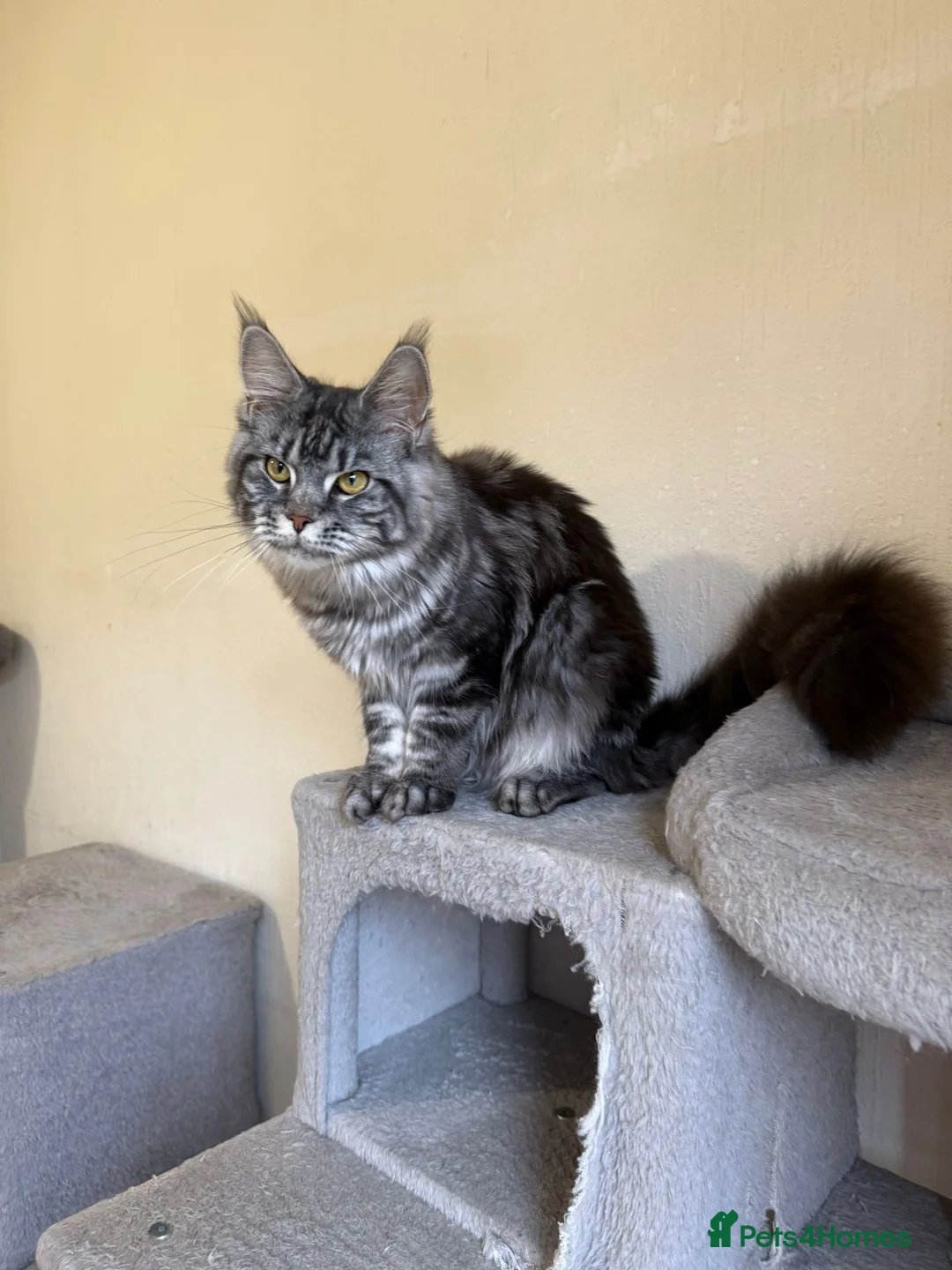 Maine Coon cats for sale: 2 Russian Import line Maine coon sisters - Advert 2