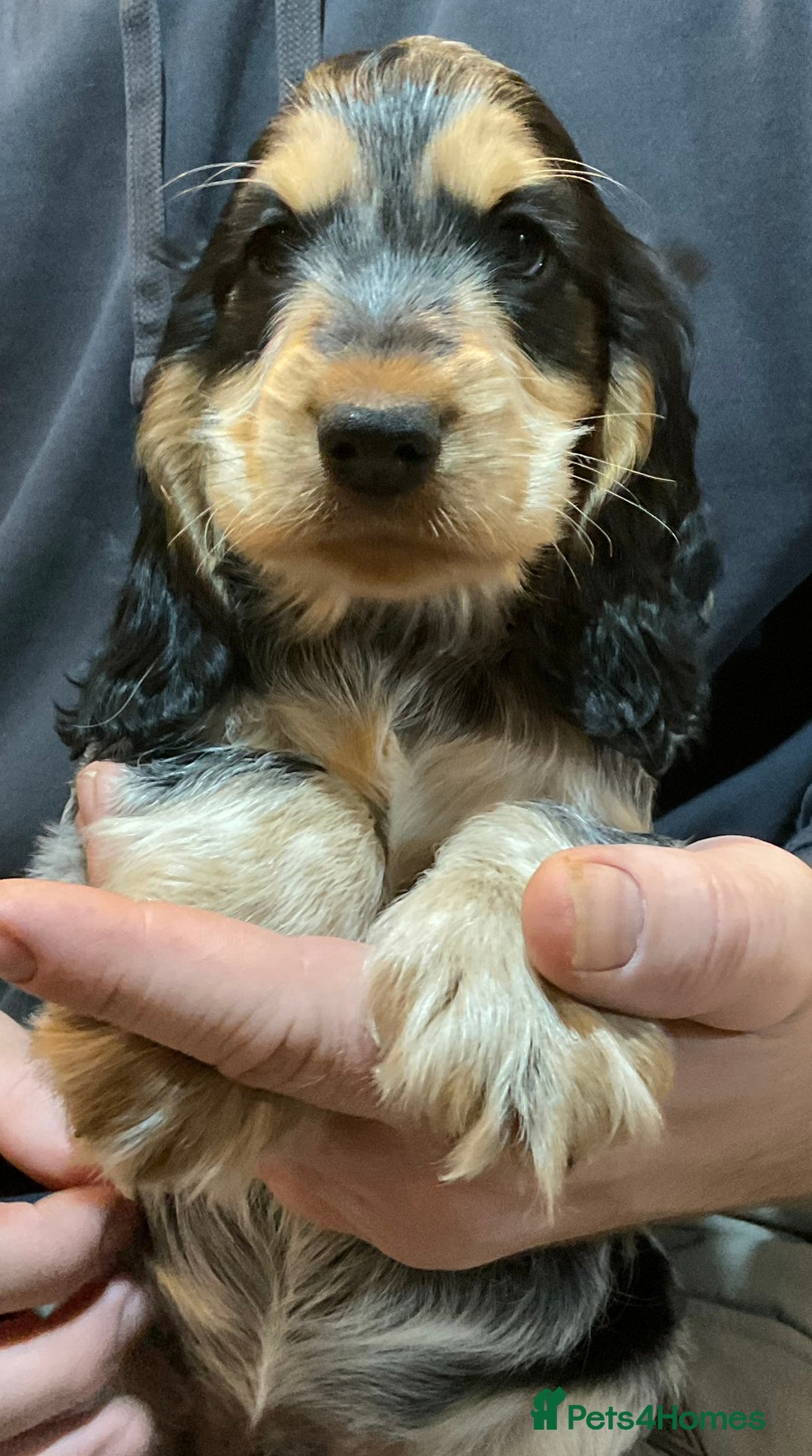 Cocker Spaniel dogs for sale: Blue roan tan cocker spaniel puppies  - Advert 1