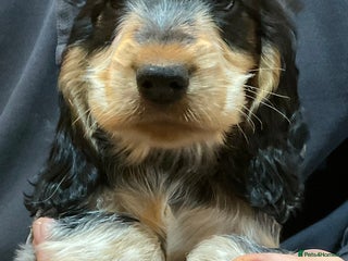 Cocker Spaniel dogs Blue roan tan cocker spaniel puppies - Advert 17