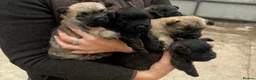 Cairn Terrier dogs for sale: KC Registered Cairn Terrier Pups - Advert 25