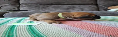Boxer 3 (Green) 