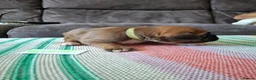 Boxer dogs for sale: Stunning Boxer Puppies in Cannock - Advert 24