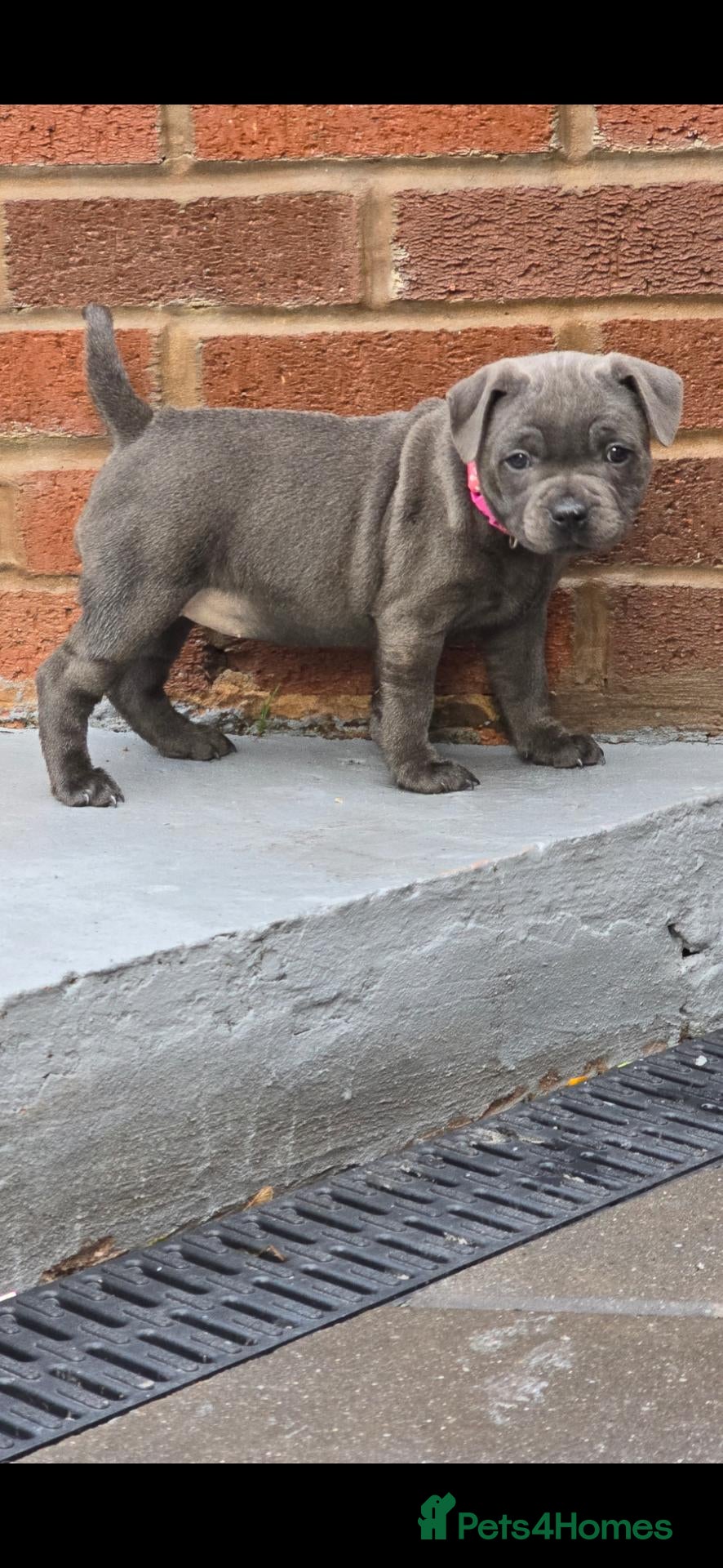 Staffordshire Bull Terrier dogs for sale:  💗 LAST GIRL Available 💗 - Advert 1