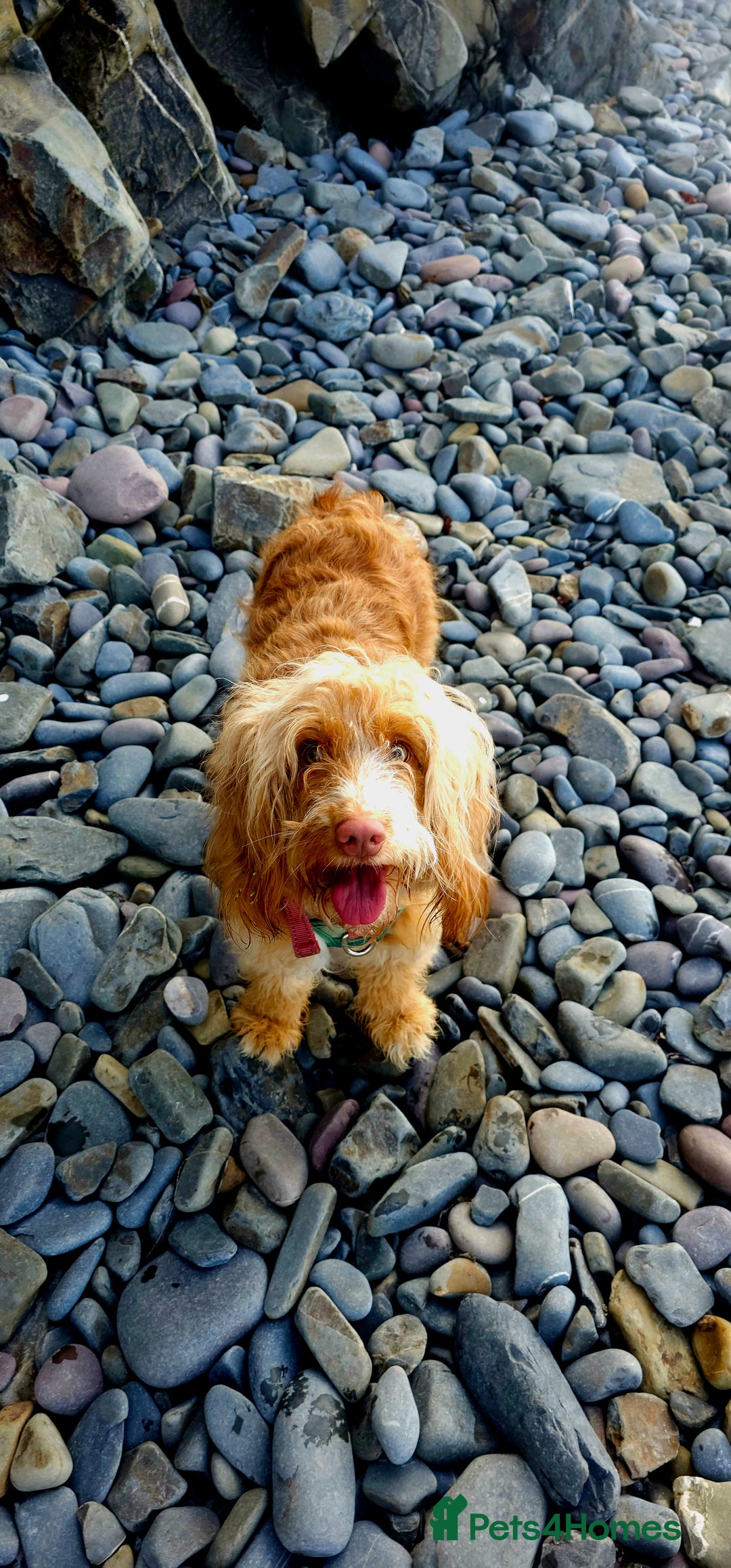 Mixed Breed dogs for sale: Pomapoo looking for a forever home  - Advert 2