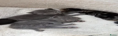 Full grey (Female)