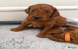 Toy Poodle dogs for sale: 6 Exquisite Red Toy Poodles. Parents DNA Clear - Image 12