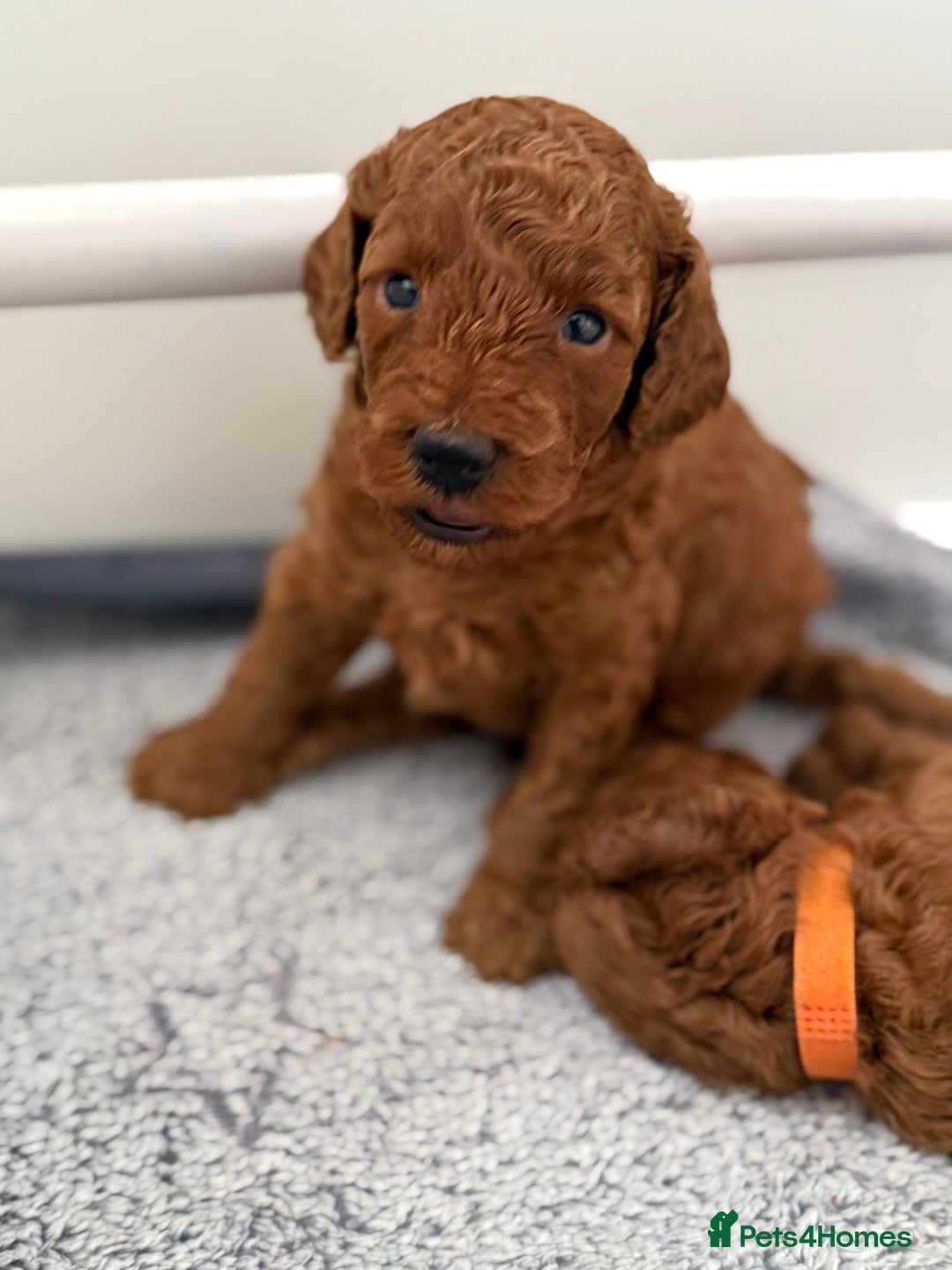 Toy Poodle dogs for sale: 6 Exquisite Red Toy Poodles. Parents DNA Clear - Image 12