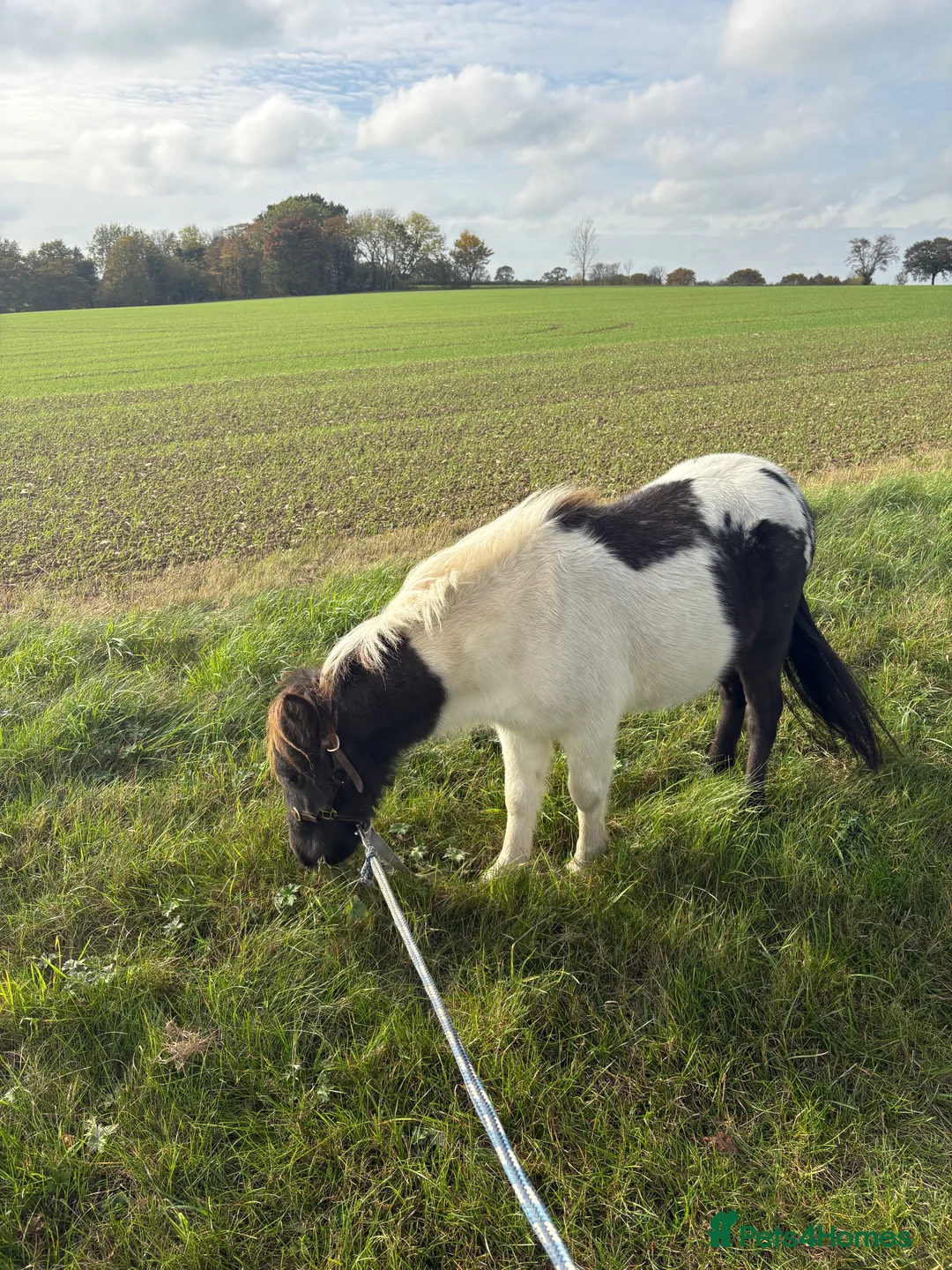 Shetland pony horses for sale: Shetland pony  - Advert 4