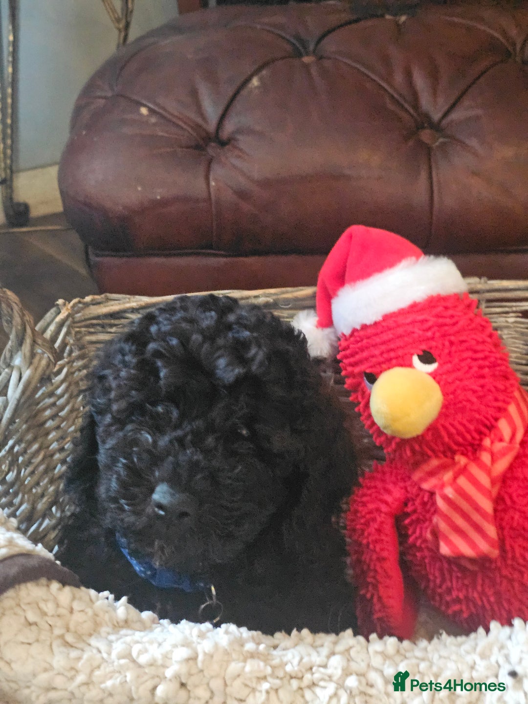 Miniature Poodle dogs for sale: Mini black poodles  - Advert 3