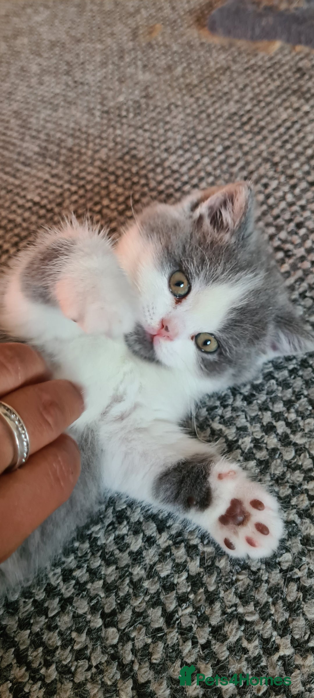 British Shorthair cats for sale: 4 Sweet PEDIGREE kittens - Image 16