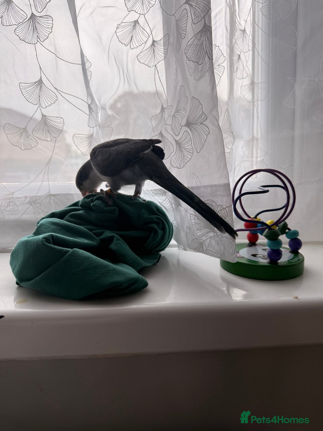 Parrots birds for sale: Baby handreared blue Quaker.  - Image 3