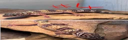 Leopard Gecko reptiles for sale: Baby leopard geckos! in Leighton Buzzard - Advert 5
