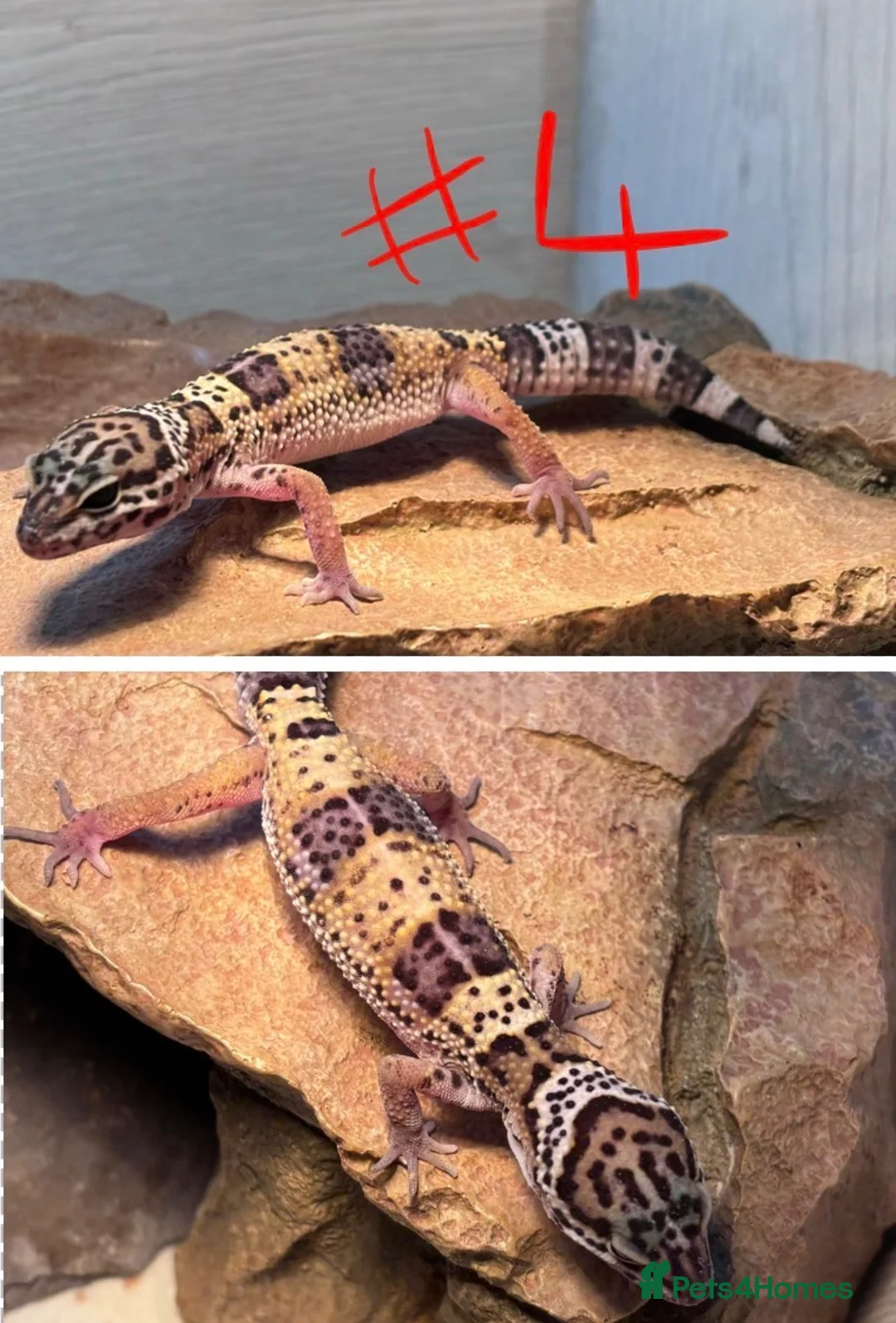 Leopard Gecko reptiles for sale: Baby leopard geckos! in Leighton Buzzard - Advert 5