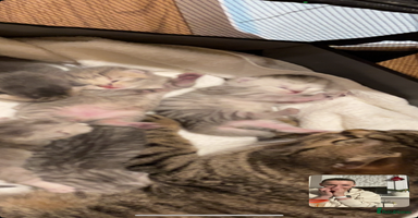 Scottish Fold cats - Advert 9