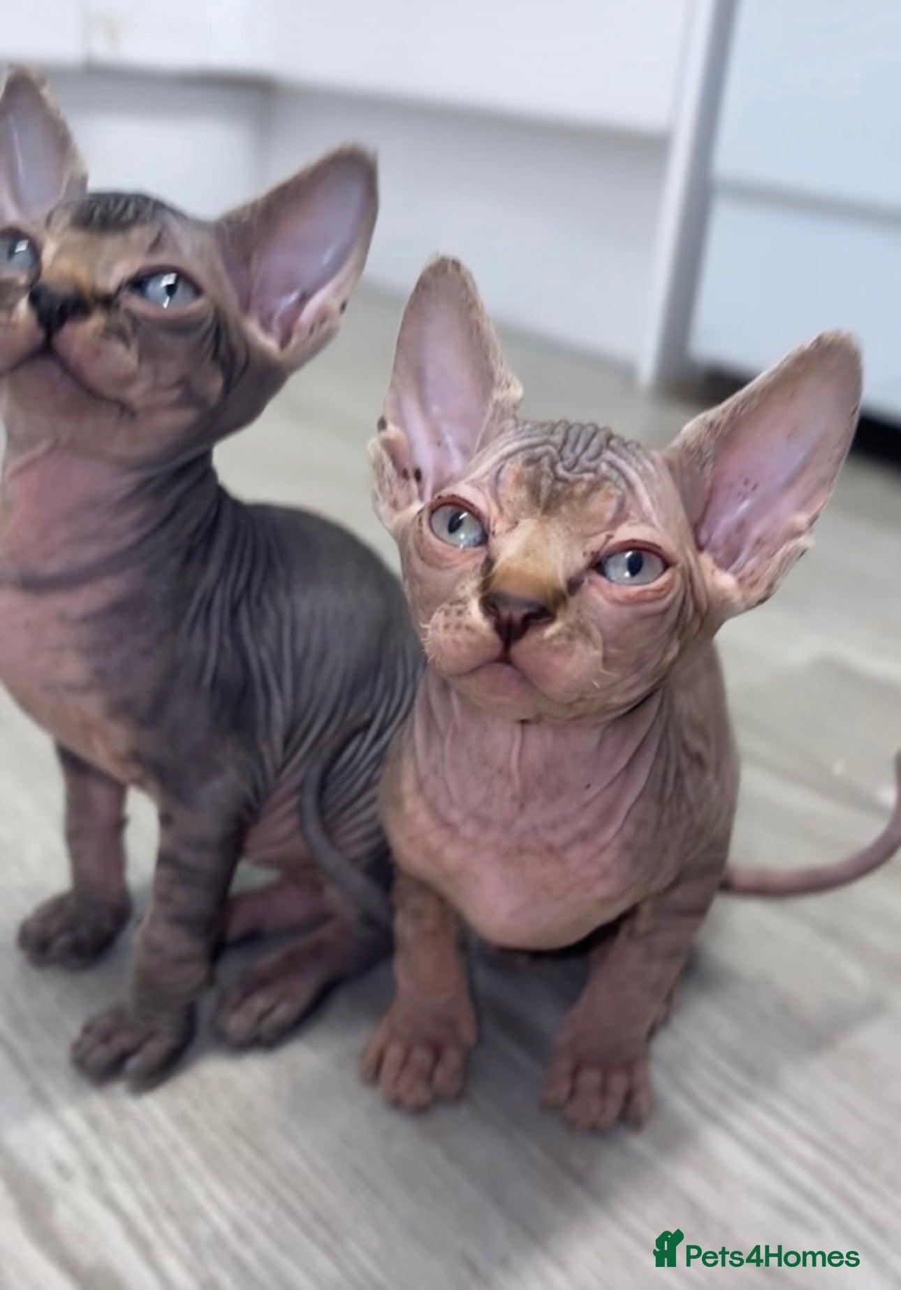Sphynx cats Canadian sphynx kittens - Advert 4
