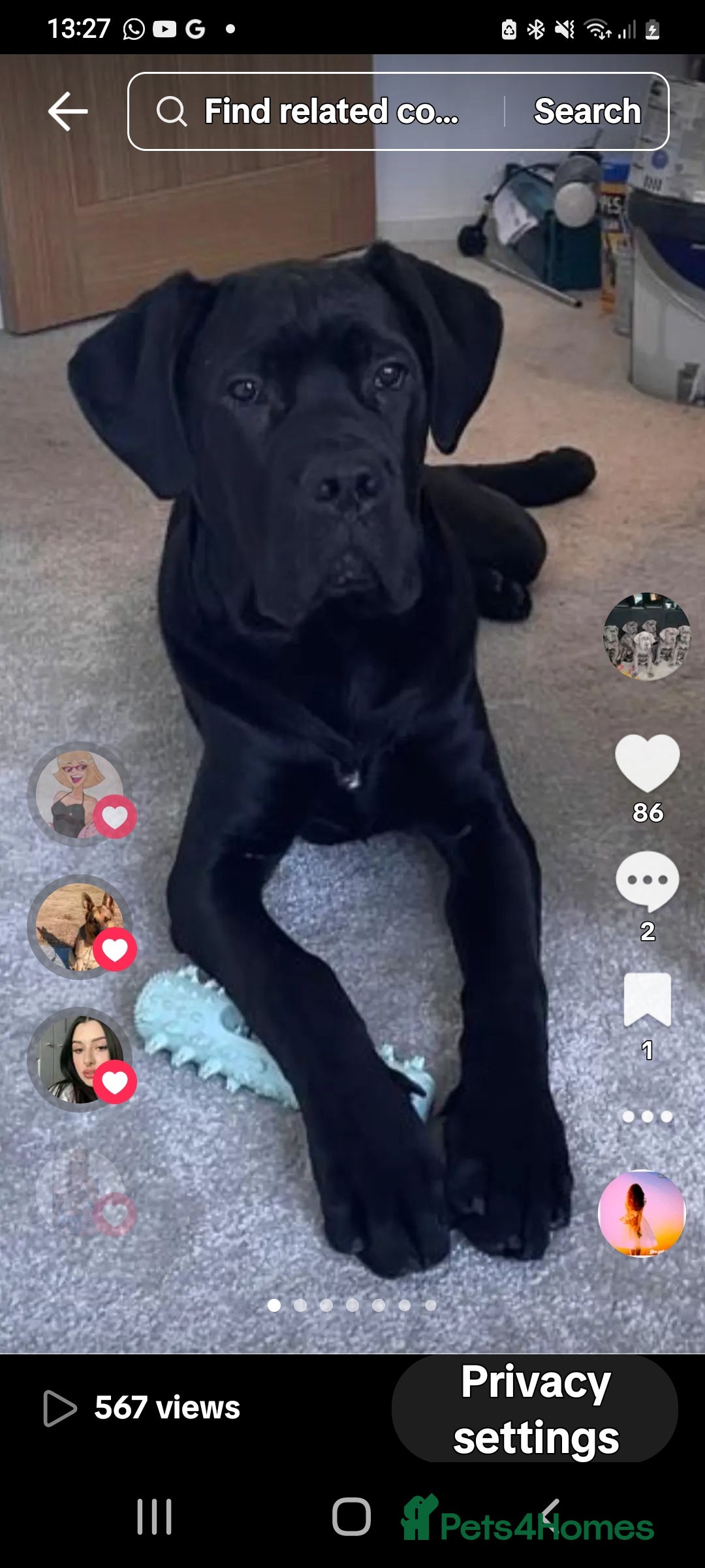 Cane Corso dogs for sale: ONE & ONLY UK LITTER DEL DYRIUM BLOOD LINES  🖤  - Advert 13