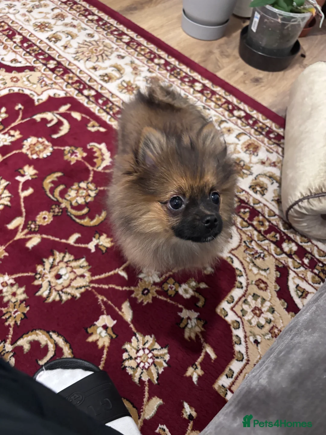 Pomeranian dogs for sale: 🐾 Stunning Male Pomeranian Puppy – £1,750 🐾 - Advert 16