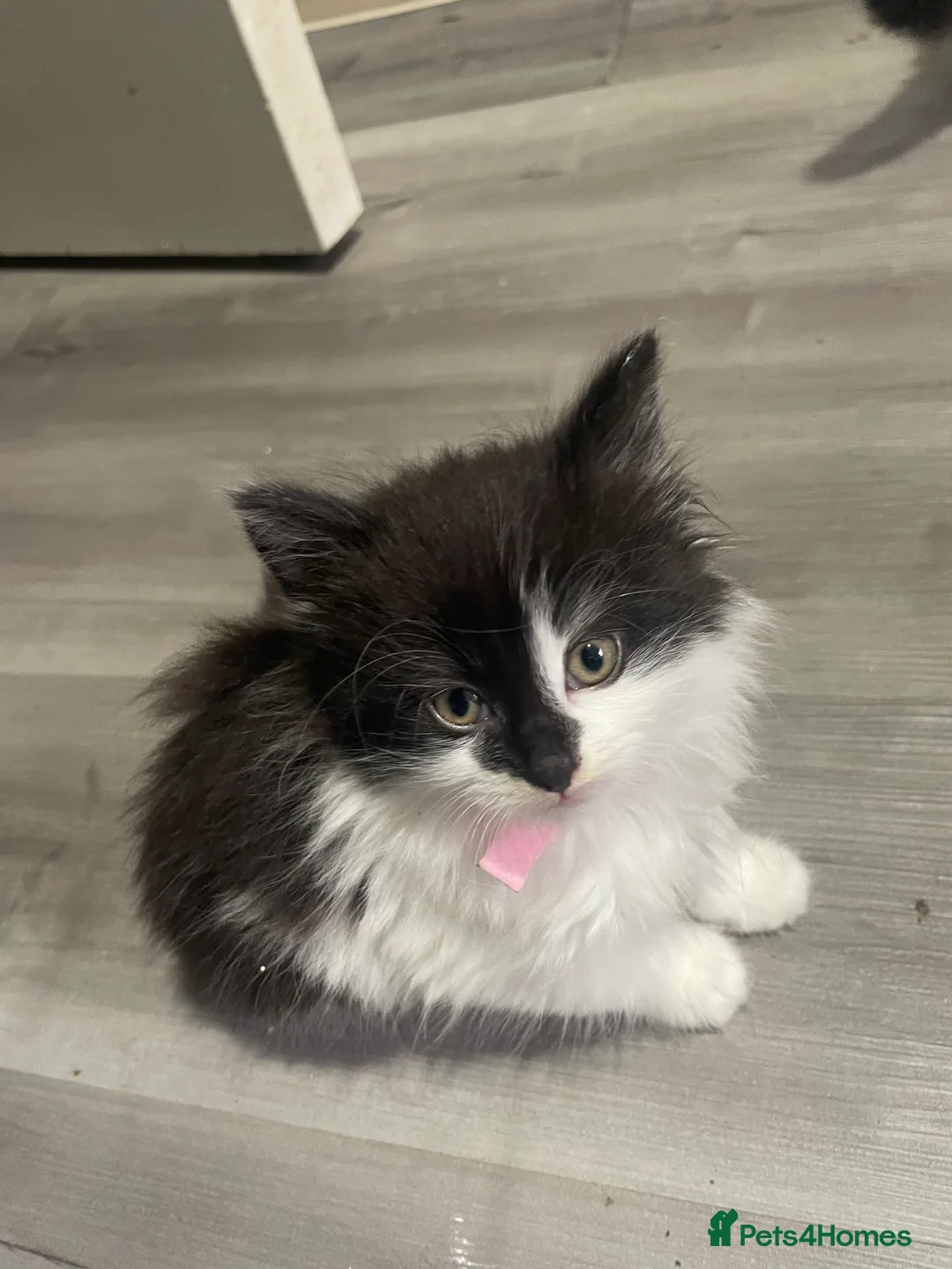 Mixed Breed cats for sale: Mixed litter female and male  - Advert 6