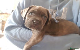 Mixed Breed dogs for sale: 5 cane corso mix puppies - Image 2