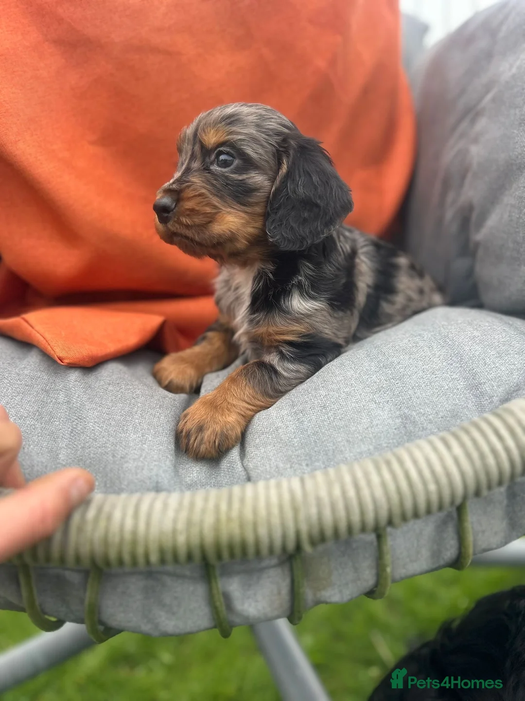 Cocker Spaniel dogs for sale: Cocker spaniel puppies READY NOW **MERLE COLOURS** in Walsall - Advert 40