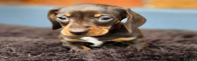 Miniature Dachshund Puppy 1