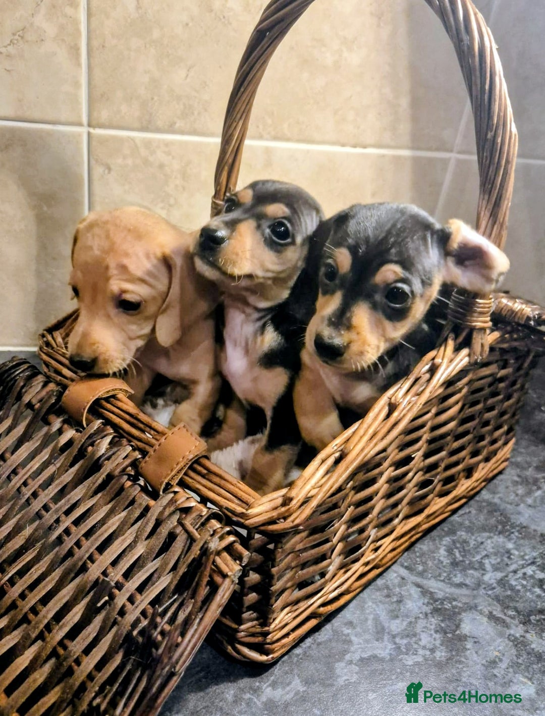 Miniature Dachshund dogs for sale: Miniature Dachshund puppies  - Advert 8
