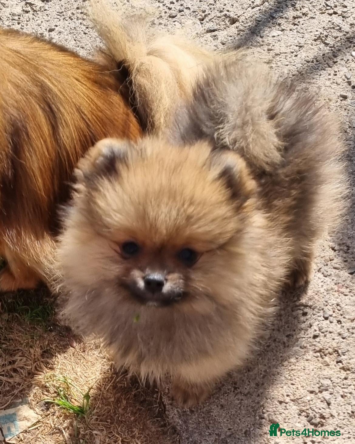 Pomeranian dogs Pomeranian  - Advert 4