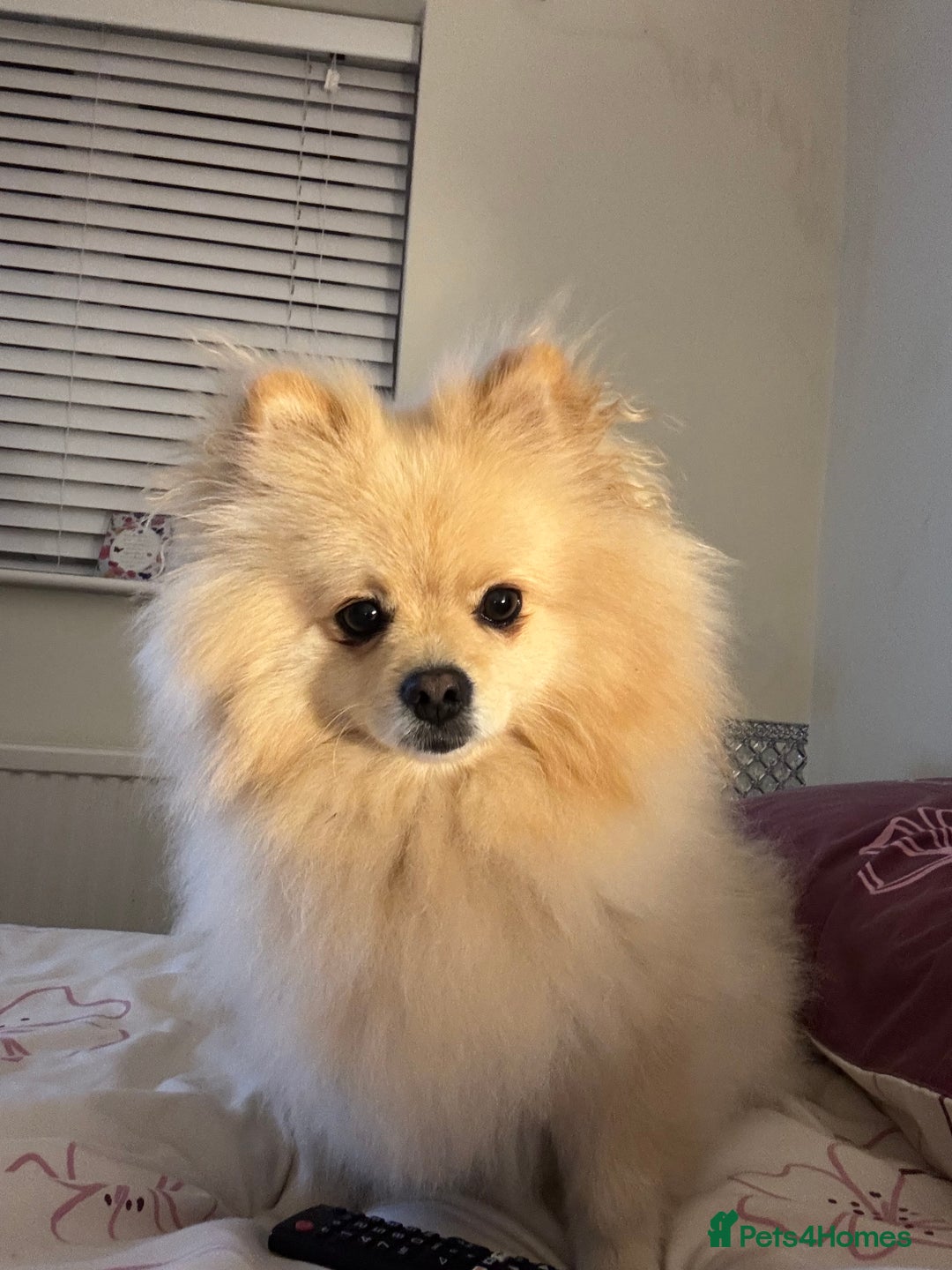 Pomeranian dogs for sale: Pomeranian - Advert 3