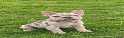 French Bulldog dogs for sale: Merle French bulldog - Advert 4