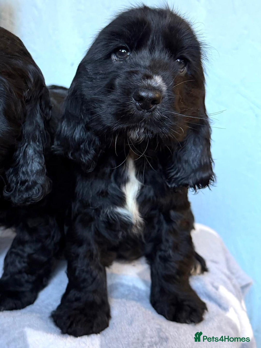 Cocker Spaniel dogs for sale: Show type Cocker Spaniel puppies  - Advert 14